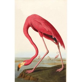 The Fitzwilliam Museum Audubon's Birds of America - Pack of 10 Notecards (2 Each of 5 Designs) - Blank Greeting Cards by Fitzwilliam Museum Cambridge