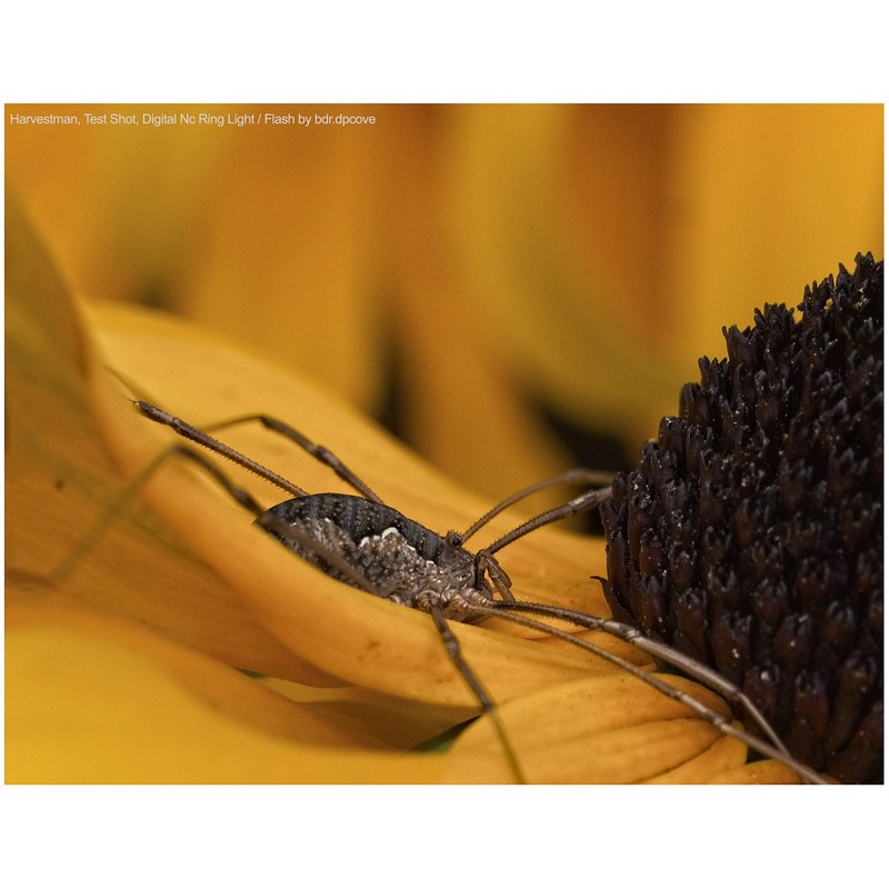 Dual Macro LED Ring Light/Flash (Alpha Interface) Compatible with Sony