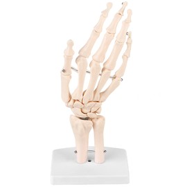 Walfront Skeleton Model for Human Hand and Wrist Medical Anatomical 1:1 Skeleton Model for Human Wrist Studies for Schools Hospital Lab Equipment