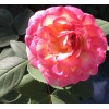 Home-Growth Large-Fragrant Double Delight Rose-3 Stem Cuttings for Rooting/Grafting