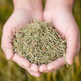 국산 솔잎 200g 소나무잎 가루 건솔잎 송엽 차 건조 건 말린 마른 한방 Korean Pine Needle Powder 200g Dried Pine Needle Herbal Tea