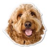 Goldendoodle Magnet by Magnet America is 4 9/10" x 4