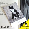 Cat Postcard Photo Japanese Pheasant Siamese Cat White Cat Interior