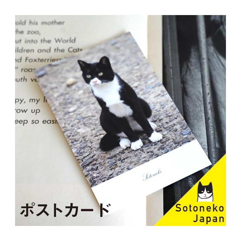 Cat Postcard Photo Japanese Pheasant Siamese Cat White Cat Interior