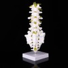 Lumbar Vertebral Spine Model Human Lumbar Educational Teaching Model Tool