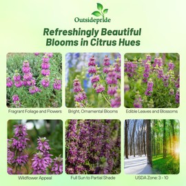 Outsidepride Lemon Bee Balm Seeds - 5000 Pcs Annual, Easy to Grow & Pollinator Friendly Monarda Citriodora Flower Seeds for Planting Fragrant Lavender Pink Blooms, Ideal for Teas & Potpourri