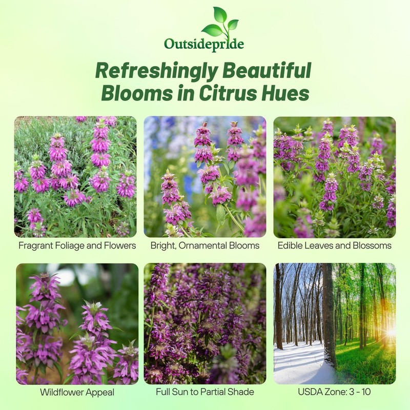 Outsidepride Lemon Bee Balm Seeds - 5000 Pcs Annual, Easy