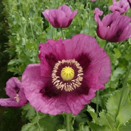 120+  POPPY PURPLE  HUNGARIAN BREADSEED, PAPAVER HEIRLOOM FLOWER SEEDS