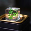 Bon Cube Mini Acrylic Resin Cube Paperweight with Preserved Flower