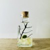 Toss Rocks Marimo Moss Ball Terrarium Kit