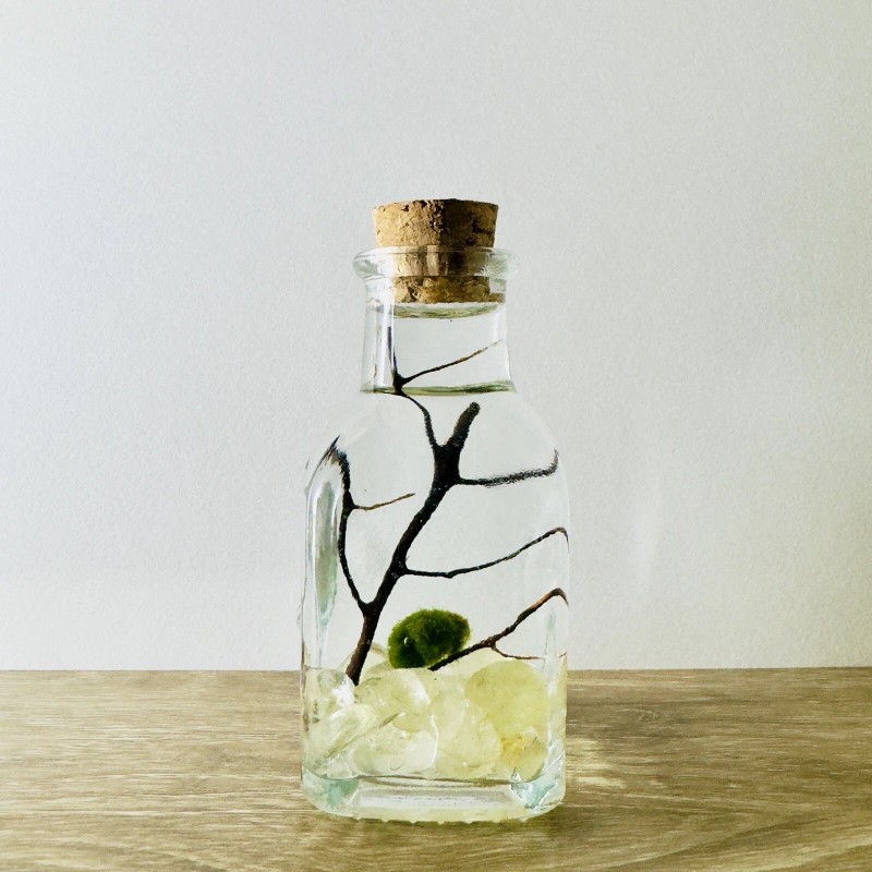 Toss Rocks Marimo Moss Ball Terrarium Kit