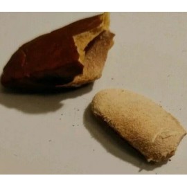 majcka4 Zopilopastle 1 oz cobano zopilopaztle semillas de zopilote OJO de Venadillo