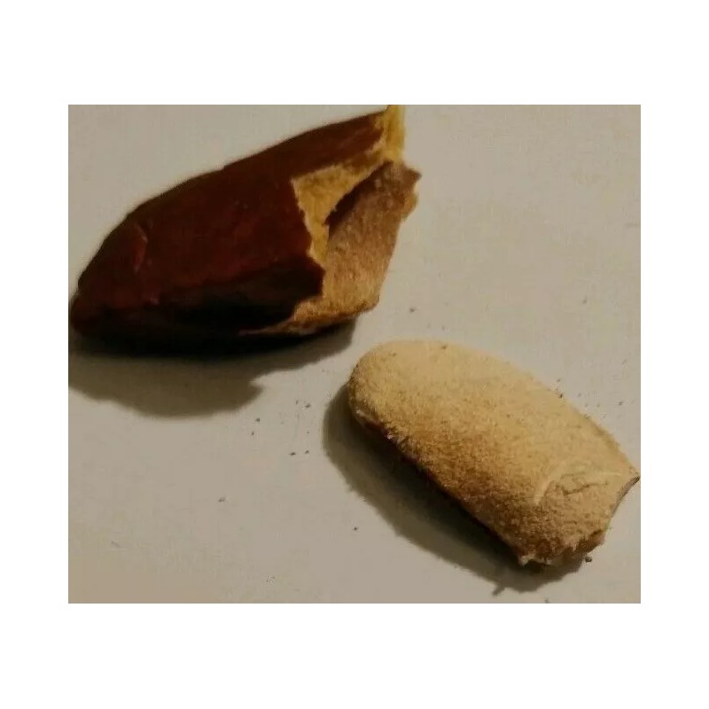 majcka4 Zopilopastle 1 oz cobano zopilopaztle semillas de zopilote OJO