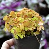 Oxalis spiralis ‘Aurea’, Amber Plum Crazy, Golden Oxalis, Amber Oxalis,