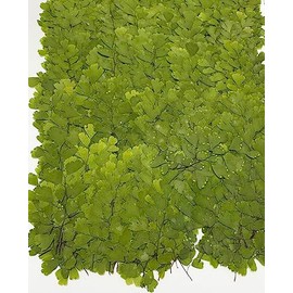 12 pcs Adiantum Real Natural Dried Pressed Flowers for Resin Scrapbooking DIY Candle Decoration Jewelry Crafts