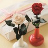 FlowerEver FL00072-005 Preserved Flower, Short Stem Rose, Cherry Red, Approx.