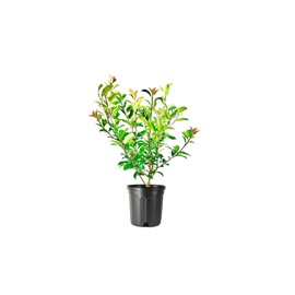 Photinia Red Tip | 1 Extra Large 3 Gallon Plant | Photinia x Fraseri | Evergreen Landscape Hedge Shrub