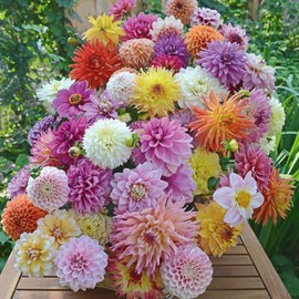 350pcs Mixed Dahlia Flower Seeds for Planting- Non-GMO Heirloom, Multi-Color Pompon Blooms Attract Pollinators, Rapid Outdoor Landscaping