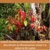 TAPROBANE EXOTICA Premium Quality Ceylon Cinnamon Quills (Sticks) C5 Special