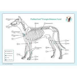 Akupunktur-Tafel Hund: PraNeoHom® Energiebalance durch Heilen mit Zeichen: PraNeoHom® Energie-Balance Hund