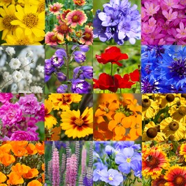 Wyoming Wildflower Seed Mix, 1 lb Covers 3,200 sq ft, Multi-Color Blooms, Spring and Fall Planting (1/4 Pound)