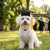 Cat Graduation Cap, Mini Graduation Caps Set for Small Pets,
