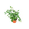 Ficus Benjamina - 6'' from California Tropicals