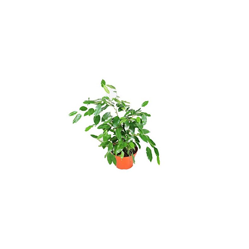 Ficus Benjamina - 6'' from California Tropicals