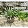 Nearly Natural Aloe Succulent Artificial Plant，10" Tall Realistic Agave Plant