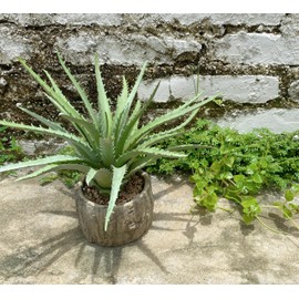 Nearly Natural Aloe Succulent Artificial Plant，10" Tall Realistic Agave Plant with Stone Pot， Green Faux Aloe Agave Plant for Home Shelf Office Décor