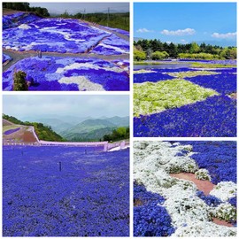 22000+ Blue Creeping Thyme Seeds for Planting Ground Cover Magic Thymus Serpyllum Seed Heirloom Rocks Lawn Flower
