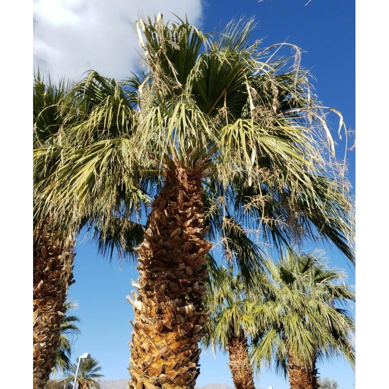 Fresh 50+ Seeds Washingtonia Filifera California Fan Palm #03, Fresh