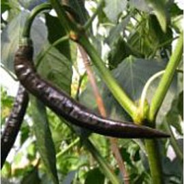 Pasilla Apaseo Hot Peppers Seeds (20 Seed Pack) Seeds for Planting in Gardens, Greenhouse, Farm, Vegetable Seeds