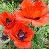 5000+ Mixed Poppy Flower Seeds for Planting-Colorful Masses of Wildflowers