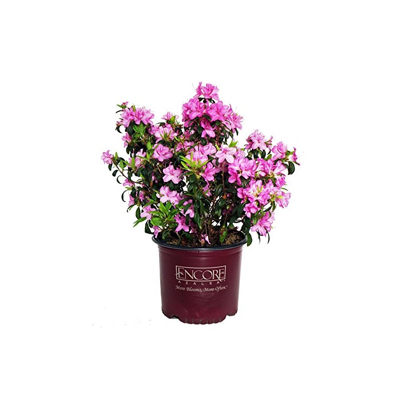 Azalea Encore Autumn Twist (Reblooming Azalea) Shrub, RB white/purple, #3