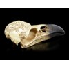 Gamital Alchemy Gothic Raven Skull - Omega | Fantasy Raven
