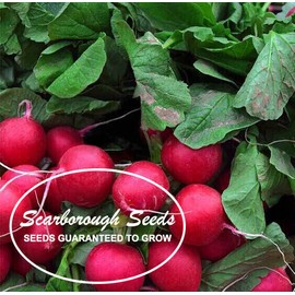 SCARBOROUGH SEEDS-Champion Radish-200 Seeds-NON-GMO  Heirloom Fresh Garden Seeds
