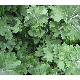 Siberian Kale Seeds- 500+ Seeds by Ohio Heirloom Seeds