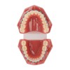 Dental Orthodontic Model 28pcs Teeth Resin Dental Teaching Teeth Model