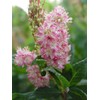 GreenPromiseFarms SHCSRS03 SHCSRS CLETHRA ALNIFOLIA `Ruby Spice`, 3 Size Container