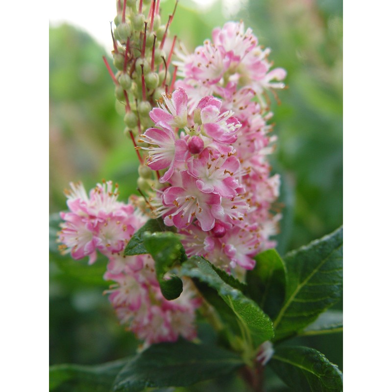 GreenPromiseFarms SHCSRS03 SHCSRS CLETHRA ALNIFOLIA `Ruby Spice`, 3 Size Container