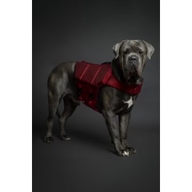 Noah & Paw Dog Life Jacket, Human Standards Lifejacket Design, Dog Life Vest for Swimming and Boating, 3X Foam Support for Max Floating, Breathable Mesh, Salvavidas para Perros, Sizes XS, S, M, L, XL