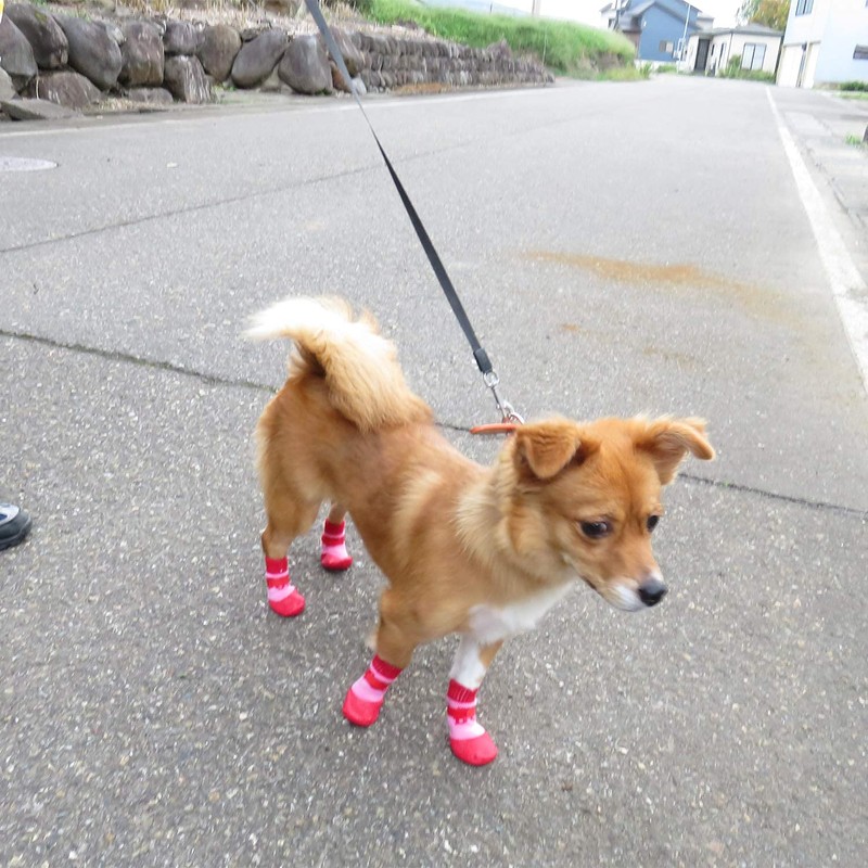 Lunali Dog Socks Socks for Dogs Anti-slip Velcro Set of