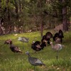 Archerest 2 Pcs Turkey Decoy Hunting Stakes, Portable Replacement Pole