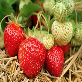 Hand Picked Nursery Eversweet Everbearing Strawberry Plants Live for Planting, Non-GMO Live Outdoor Plants - 25 Live Plants