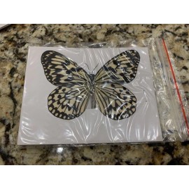 12 Pc Real Natural Butterfly Specimen Taxidermy Butterfly Artwork Gift Home Deco