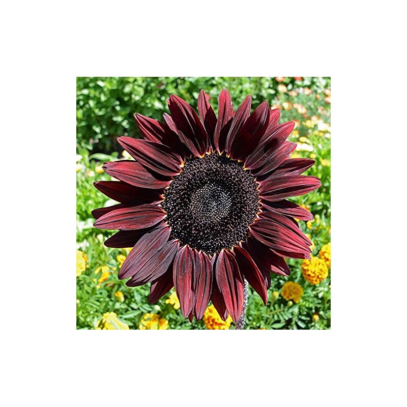 100 Sunflower ‘Chocolate Cherry’ Flower Seeds Helianthus annuus