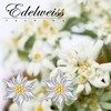 Edelweiss Earrings for Women Sterling Silver Edelweiss Flower Stud Earrings