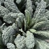 Sereniseed Certified Organic Leafy Greens Lettuce Seeds Collection (10-Pack) –