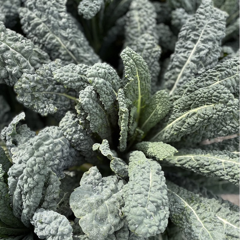 Sereniseed Certified Organic Leafy Greens Lettuce Seeds Collection (10-Pack) –